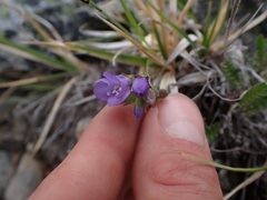 Polemonium pulcherrimum