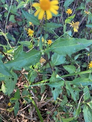 Acmella oppositifolia
