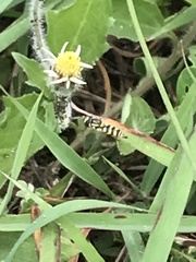 Ischiodon scutellaris