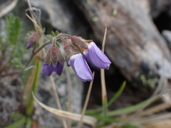 Polemonium pulcherrimum