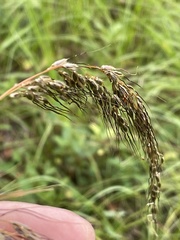 Sorghastrum elliottii
