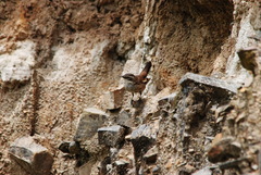 Cinclodes albiventris