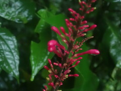 Odontonema