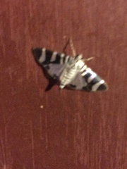 Lypotigris reginalis