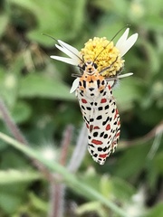 Utetheisa pulchelloides
