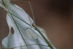 Singaporoidea meneptolemus
