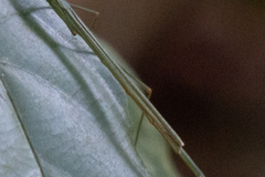 Singaporoidea meneptolemus