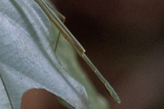 Singaporoidea meneptolemus