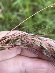 Sorghastrum elliottii