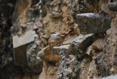 Cinclodes albiventris