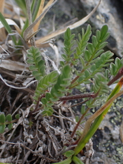Polemonium pulcherrimum