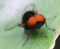 Muscoidea