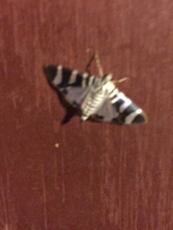 Lypotigris reginalis