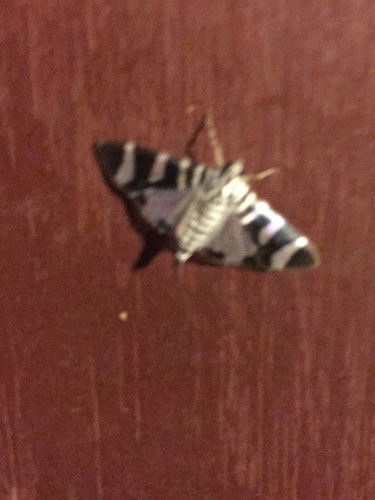 Lypotigris reginalis