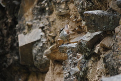 Cinclodes albiventris