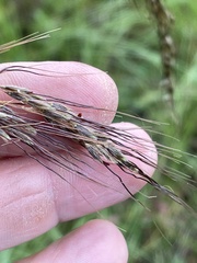 Sorghastrum elliottii