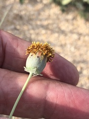 Thelesperma megapotamicum