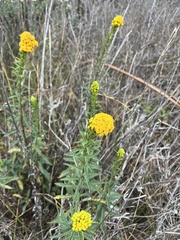 Solidago spathulata