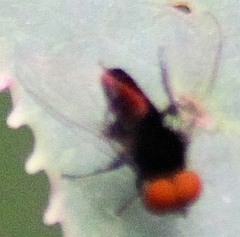 Muscoidea