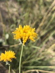 Thelesperma megapotamicum