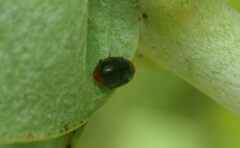 Cryptolaemus