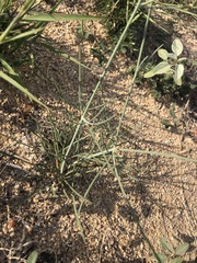 Thelesperma megapotamicum