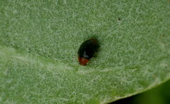 Cryptolaemus