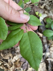 Amelanchier arborea