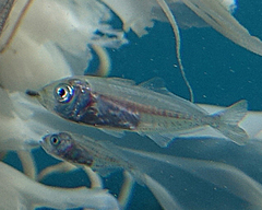 Decapterus
