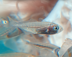 Decapterus
