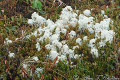 Cladonia terrae-novae