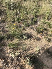 Thelesperma megapotamicum