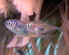 Decapterus