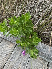 Dimorphotheca fruticosa