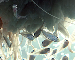 Decapterus