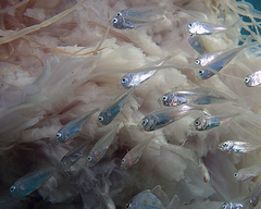 Decapterus