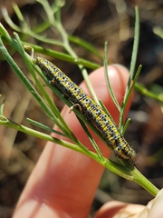 Pontia occidentalis