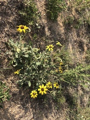 Berlandiera lyrata