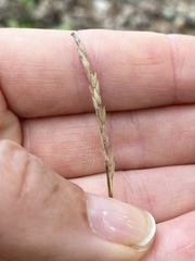 Piptatheropsis pungens