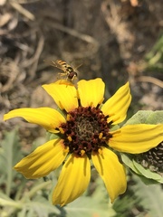 Berlandiera lyrata