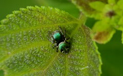 Carrhotus albosetosus