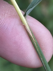 Sorghastrum elliottii