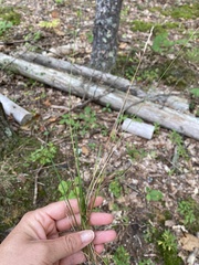 Piptatheropsis pungens