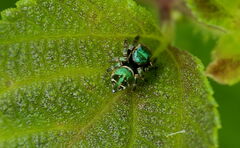Carrhotus albosetosus