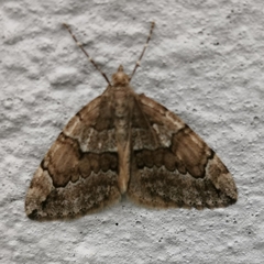 Thera juniperata