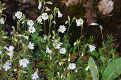 Cerastium arvense
