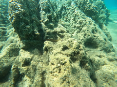 Muraena helena