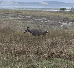 Odocoileus hemionus californicus