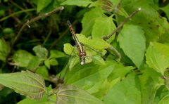 Potamarcha congener