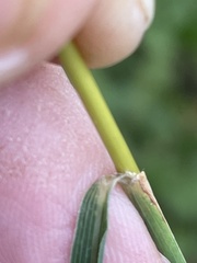 Sorghastrum elliottii